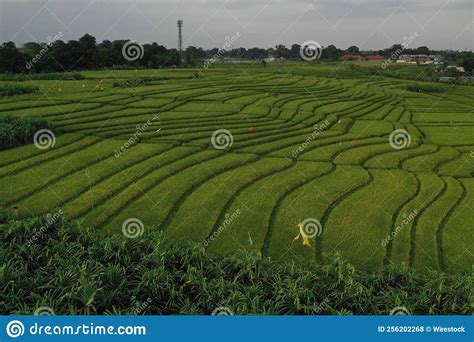Aerial View Of A Wide Rice Field Plantation Stock Photo Image Of Farm