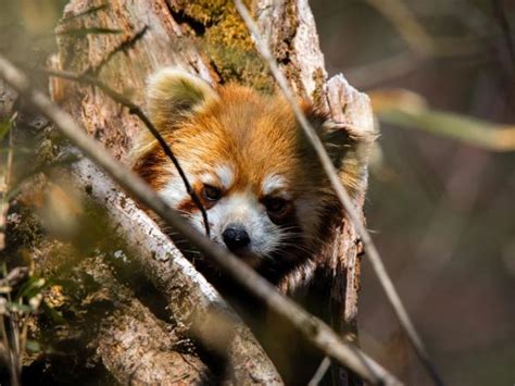 Nepal Red Panda Tour And Chitwan Safari Responsible Travel