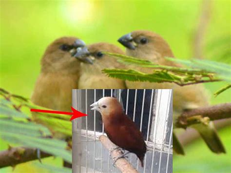 Check spelling or type a new query. Bentuk Burung Prit Gantil : Gan Tau Burung Kematian Yang ...