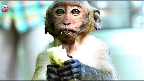 Happy New Year Everyone Why Monkeys Have Different Eating Style