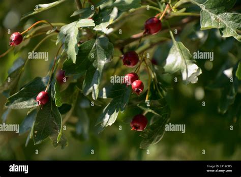 Red Fruits Of Crataegus Monogyna Or Hawthorn Or Single Seeded Hawthorn