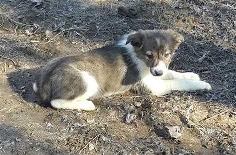 Gold creek ranch has border collie puppies for sale montana but we ship nationwide. Border Collie Puppy for Sale - Adoption, Rescue | Border ...