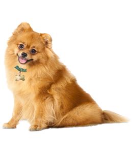 A pomeranian puppy is about the size of a human thumb. Pomeranian Puppies & Dogs for Adoption