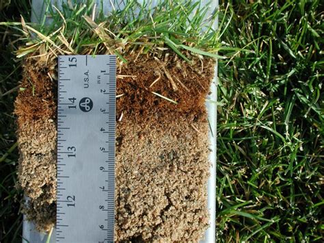 Check spelling or type a new query. Lawn Maintenance: Dealing with Thatch - GRAHAM LANDSCAPE DESIGN & MAINTENANCE