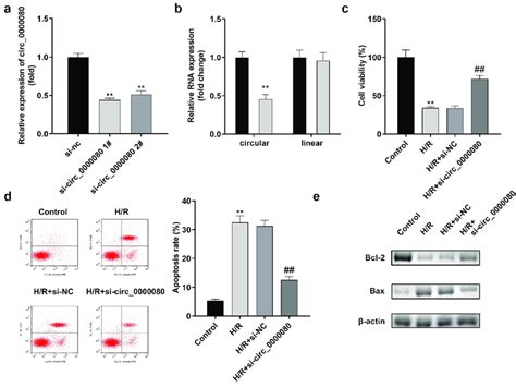 Knockdown Of Circ Inhibits H C Apoptosis Induced By H R A