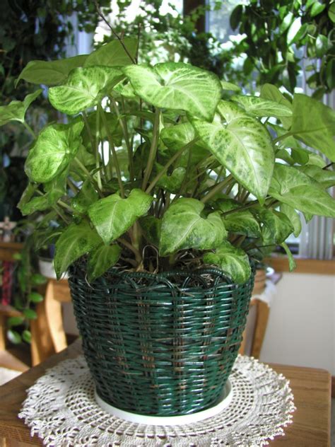 23 Easy To Grow Houseplants Garden Lovers Club