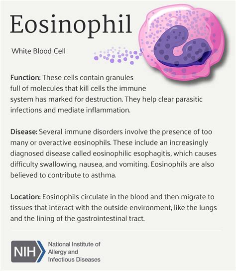 Eosinophil Function Relationship To Disease And Location In The Human