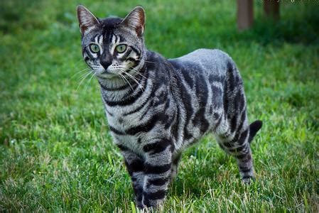 The black smoky charcoal color was particularly are the cats shown in the markings circle pictures of actual cats? Types of Bengals