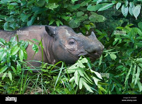 Sumatran Rhinoceros Dicerorhinus Sumatrensis Eating Vegetation
