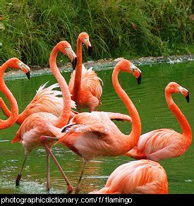 Spanish words that start with f. F is for Flamingo