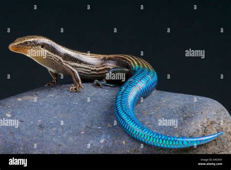 Gran Canaria Blue Tailed Skink Chalcides Sexlineatus Stock Photo Alamy