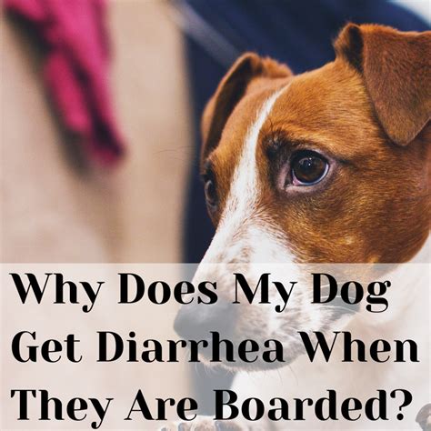 Diarrhea In Dogs Causes And Treatment Pethelpful