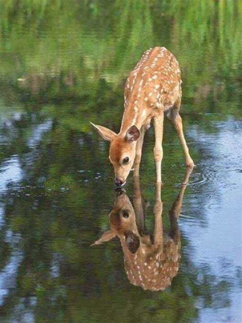 Download Cute baby deer drinking water | Animals World
