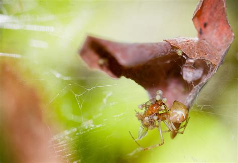 Cobweb Spider And Spiderlings Eat A Fly In Australia What S That Bug