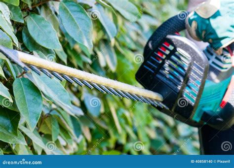 Trimming The Bushes Stock Photo Image Of Outdoor Tool