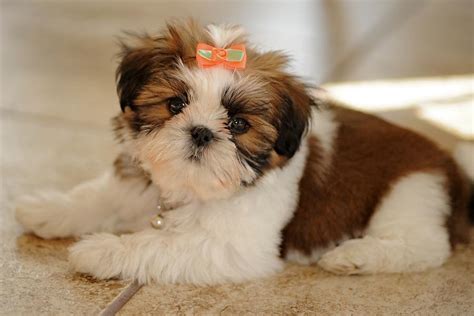 Shih Tzu Puppy With A Bow Photograph By Matt Plyler