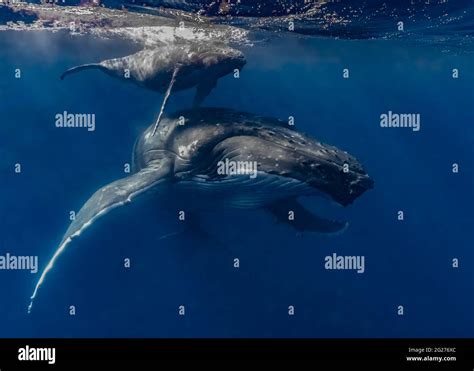 Humpback Whale Megaptera Novaeangliae Mother And Her Calf Stock Photo