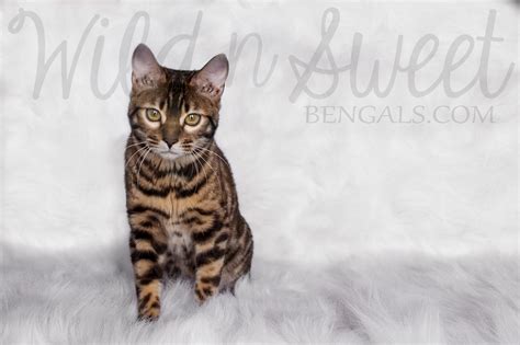New posts will be added soon. Bengal Kittens & Cats for Sale Near Me | Wild & Sweet ...