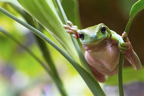 Jewels Of The Forest The Fascinating World Of Tree Frogs