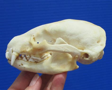 4 12 Inches Bargain Priced Badger Skull For Sale With Some Damage