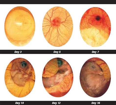 Stages Of A Chicken Egg A Visual Guide