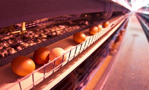 Here's a list of companies and fertility centers (near you) that pay you to donate your eggs to families in need. Move faster on banning 'battery' cages: Editorial ...