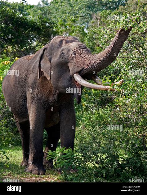 Asian Elephant Elephas Maximus Maximus Sri Lanka Stock Photo Alamy