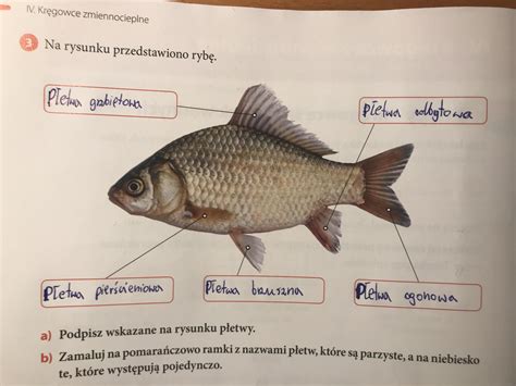 Na Rysunku Przedstawiono Ryb B Zamaluj Na Pomara Czowo Ramki Z