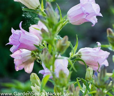 1800flowers.com has been visited by 100k+ users in the past month Canterbury bells - double-flower variety; bell flower ...