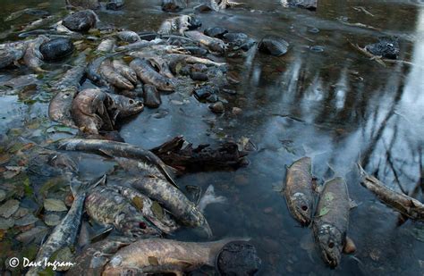 Oncorhynchus keta — keta statusas t sritis zoologija | vardynas taksono rangas rūšis atitikmenys: A Few Dead Chums