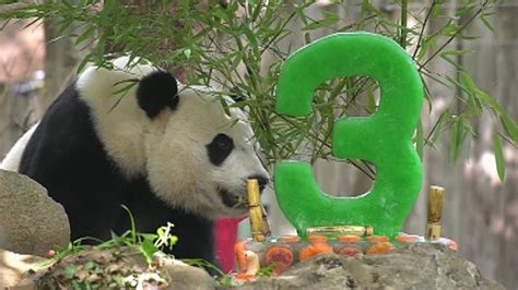 Bei Bei The Giant Panda Turns 3 As National Zoo Pulls Out All The Stops