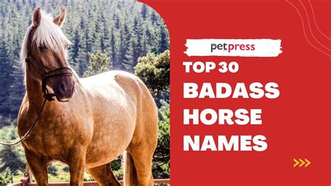 30 Badass Horse Names For The Toughest Horses 🐴 Petpress Youtube