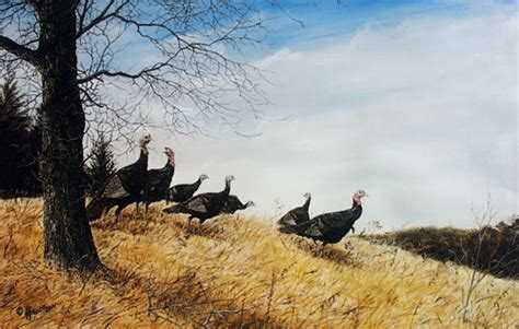 larry anderson wildlife art turkey wildlife art sandn limited edition prints