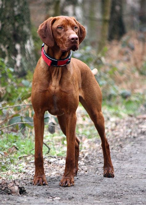 Hungarian Vizsla This Is My Dream Dog Icannotwait Come On