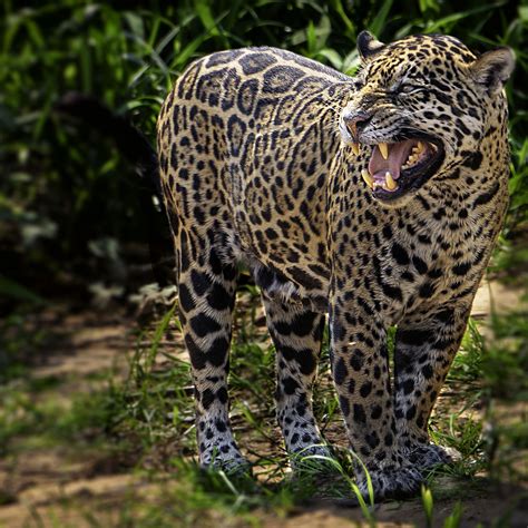 √ Jaguars Animal / The loss of even one cow or animal can be. - bellut blog