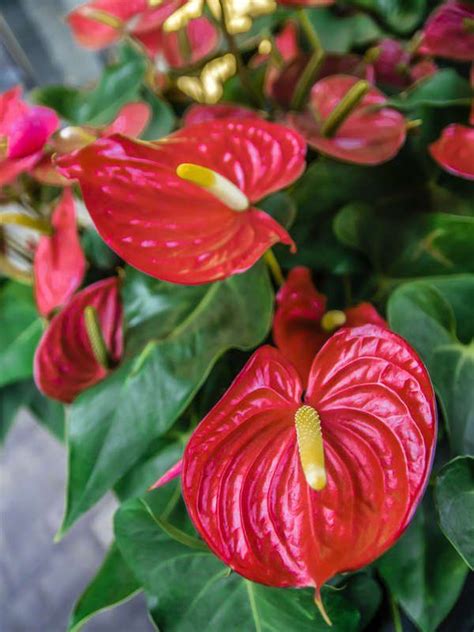 20 Flowering Houseplants That Will Add Beauty To Your Home Anthurium