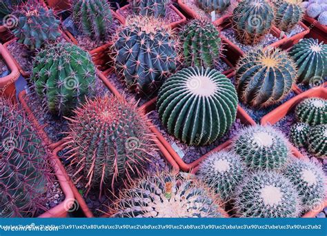 Verschillende Cactus Plantengroep Kleine Cactus In De Rode Pot