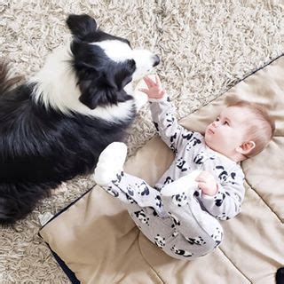 Having a general idea of how big your dog will be can make a world of difference as your pup grows up. How Big Will My Puppy Get? in 2020 | Dog weight chart ...