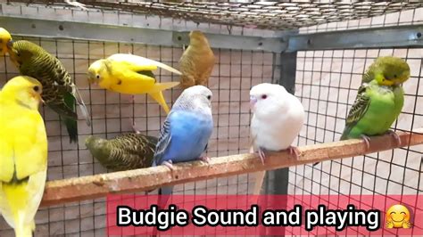 Budgies Sounds Budgies Playing 🐦🤗 Budgies Parrot Budgiessound