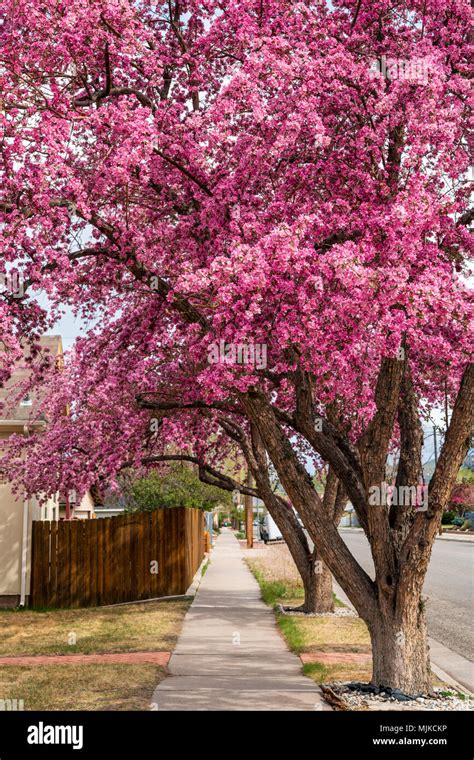 Crabapple Tree In Full Pink Springtime Bloom Salida Colorado Usa