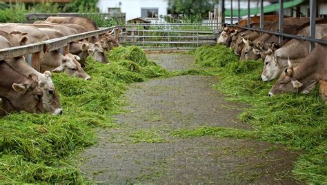 Industri Peternakan Sapi di NTT – ARPIonline