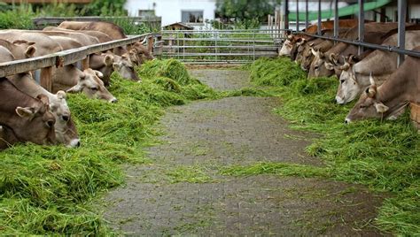 Industri Peternakan Sapi Di Ntt Arpionline