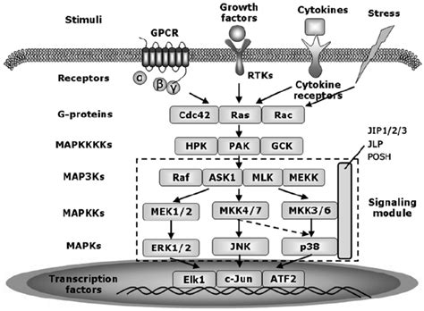 Simplified Pathway Of Mitogen Activated Protein Kinases Mapks The