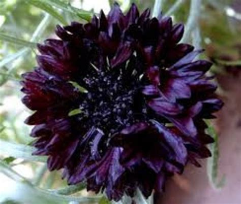 Buy 50 Pcs Black Cornflower Centaurea Cyanus Flower Seeds Tall Online