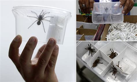 757 Tarantulas Smugglers Had Hidden In Packets Of Biscuits Is Discovered By Philippines