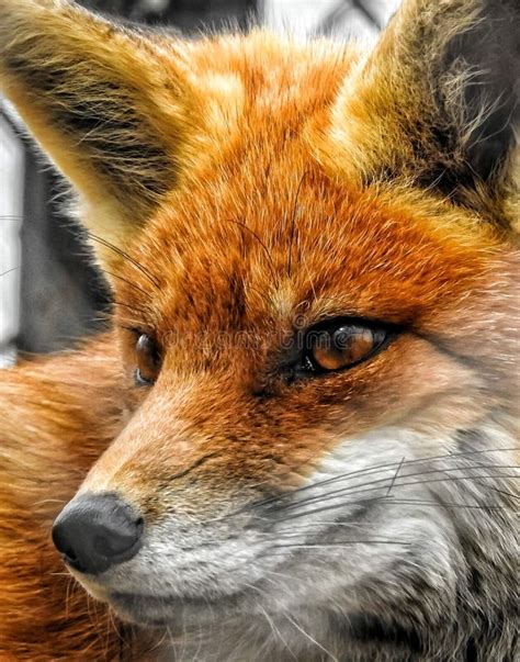 Beautiful Red Fox Closeup Portrait Stock Photo Image Of Head Snout