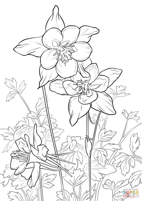 Get your kids coloring and climbing today! Rocky Mountain Columbine coloring page | Free Printable ...