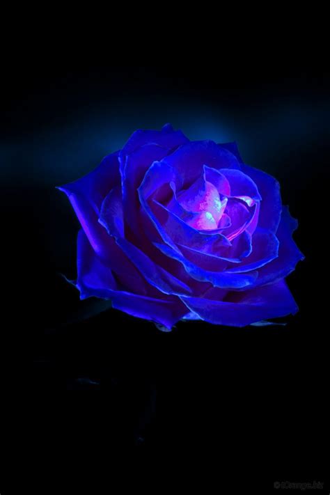 Pin by Ashok Sinha on Wallpaper | Blue rose, Rose photos, Rose A soft cloud background blue sky with cloud sky textures light blue aesthetic sky and clouds.