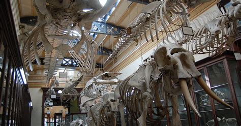 Osteology Museum Quiz Playlist By Kfastic
