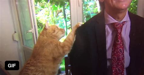 Cat Interrupts Interview During Polish News Broadcast 9GAG
